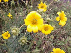 Texas wildflowers.jpg